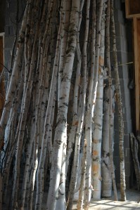 birch - 2